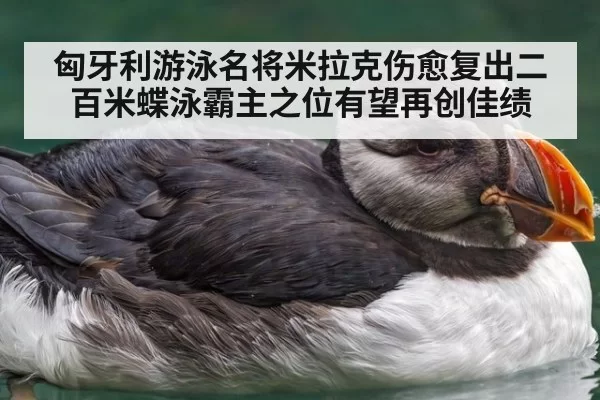 匈牙利游泳名将米拉克伤愈复出二百米蝶泳霸主之位有望再创佳绩